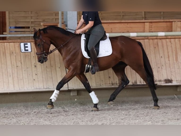 German Sport Horse Gelding 5 years 16.1 hh Brown in Isny im Allgäu