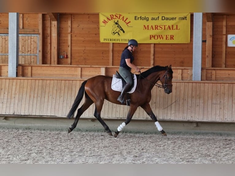 German Sport Horse Gelding 5 years 16.1 hh Brown in Isny im Allgäu