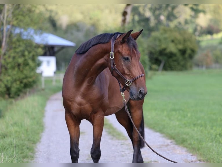 German Sport Horse Gelding 5 years 16.1 hh Brown in Isny im Allgäu