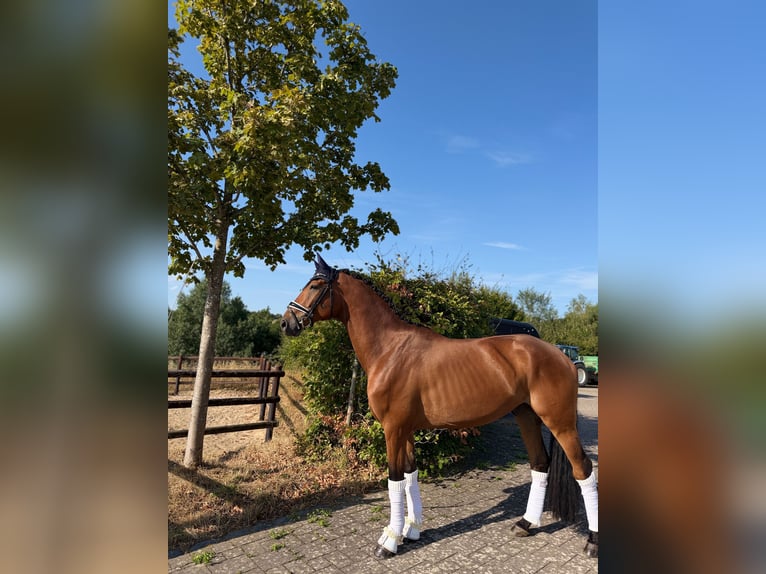 German Sport Horse Gelding 5 years 16.1 hh Brown in Haiger