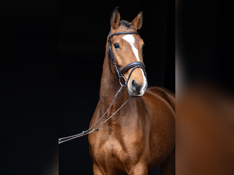 German Sport Horse Gelding 5 years 16.1 hh Brown in Nordhausen