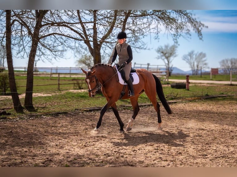 German Sport Horse Gelding 5 years 16.1 hh Brown in Nordhausen