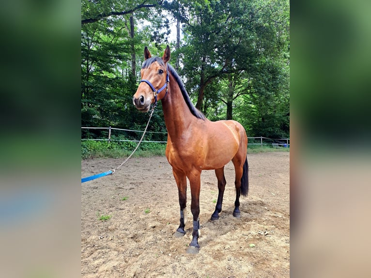 German Sport Horse Gelding 5 years 16.1 hh Brown in Biehlen