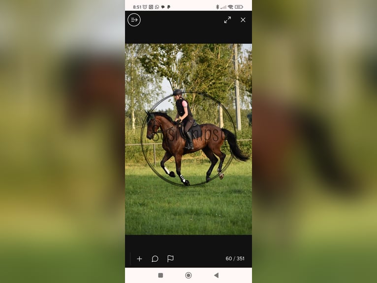 German Sport Horse Gelding 5 years 16,1 hh Brown in Mietingen