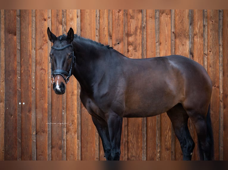 German Sport Horse Gelding 5 years 16,1 hh Brown in Mietingen