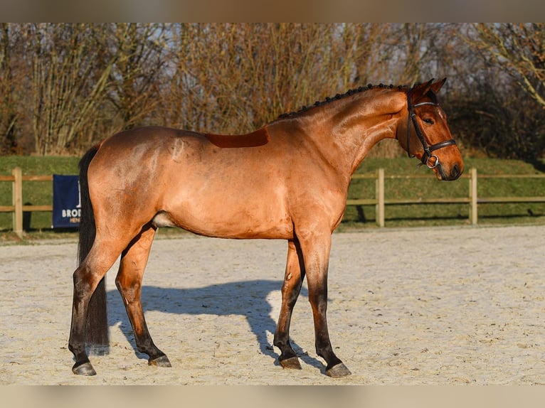 German Sport Horse Gelding 5 years 16,1 hh Brown in Riedstadt