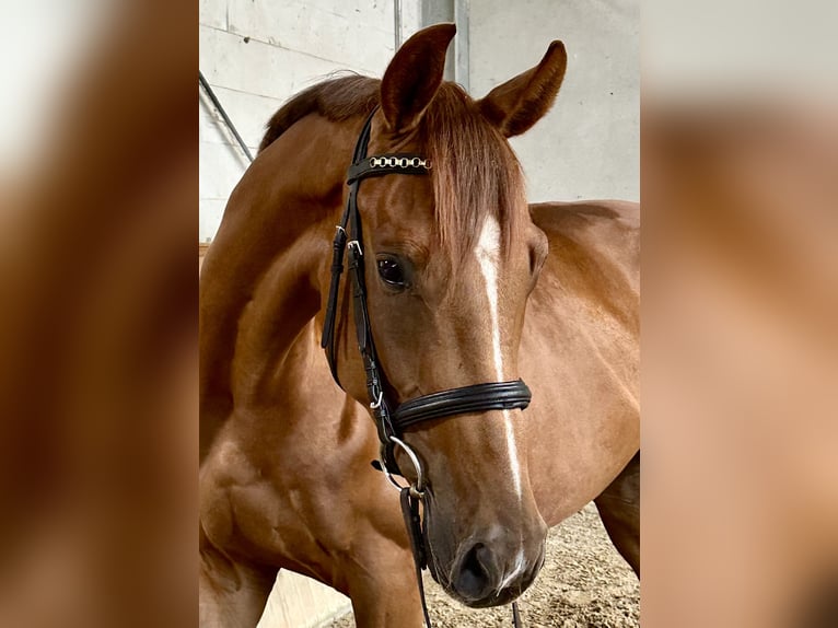German Sport Horse Gelding 5 years 16.1 hh Chestnut-Red in Michaelisbruch