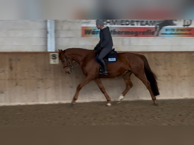 German Sport Horse Gelding 5 years 16.1 hh Chestnut-Red in Michaelisbruch