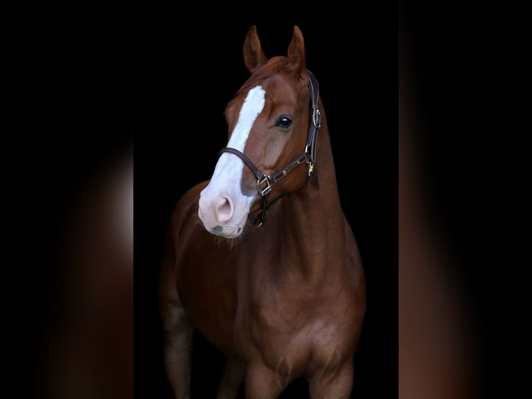 German Sport Horse Gelding 5 years 16.1 hh Chestnut-Red in Tönisvorst