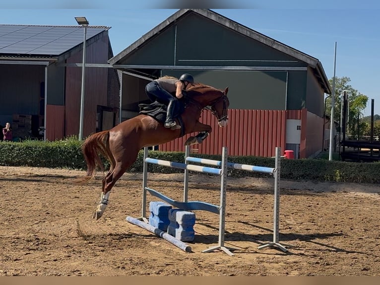 German Sport Horse Gelding 5 years 16.1 hh Chestnut-Red in Tönisvorst