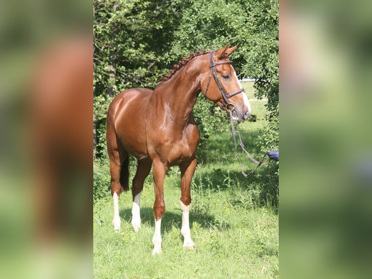 German Sport Horse Gelding 5 years 16.1 hh Chestnut-Red in Erharting
