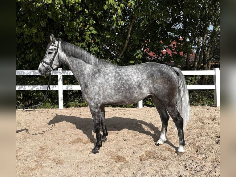 German Sport Horse Gelding 5 years 16,1 hh Gray in Allershausen