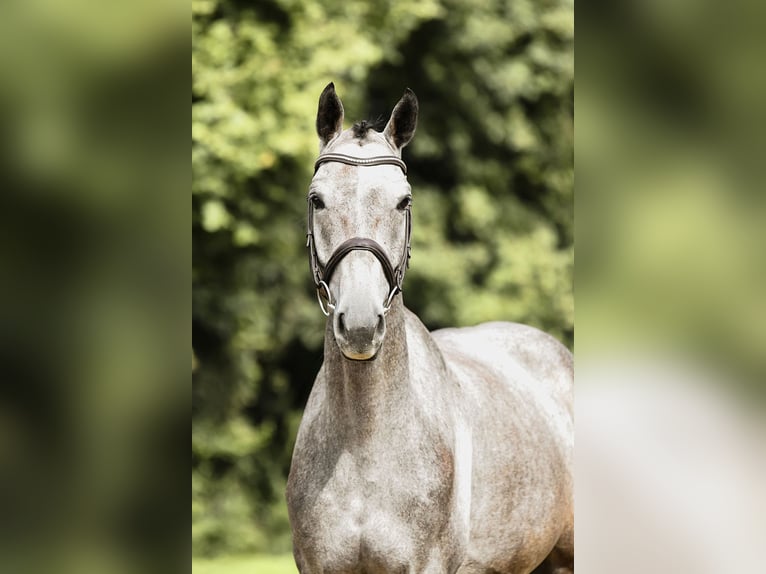 German Sport Horse Gelding 5 years 16.1 hh Grey in Riedstadt