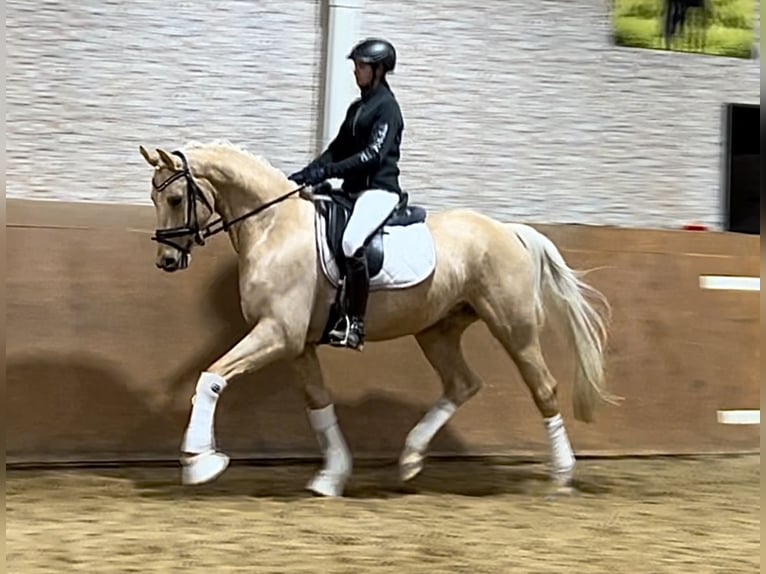 German Sport Horse Gelding 5 years 16,1 hh Palomino in Wehringen