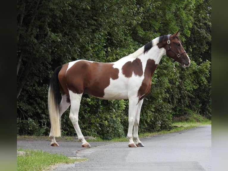 German Sport Horse Gelding 5 years 16.1 hh Pinto in Verl