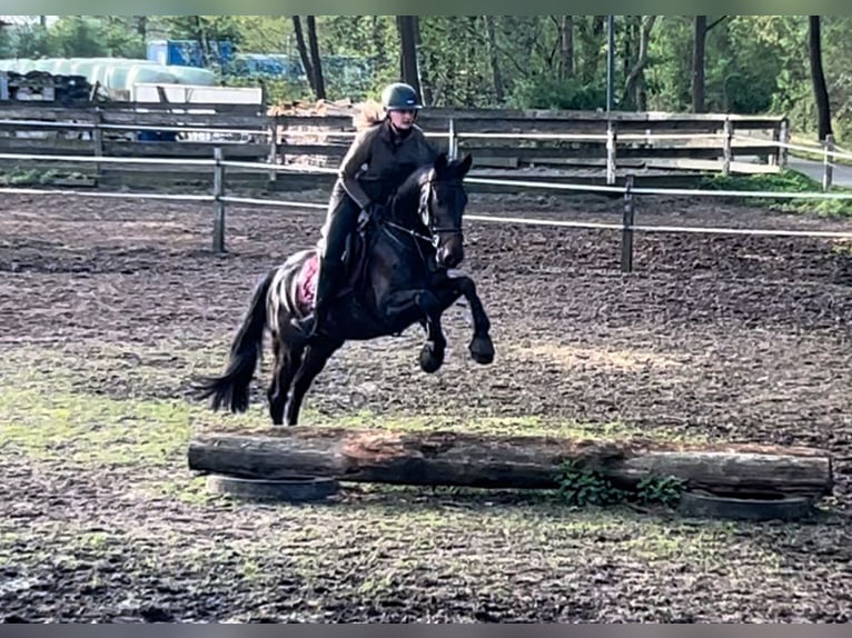 German Sport Horse Gelding 5 years 16,1 hh Smoky-Black in Steinhagen