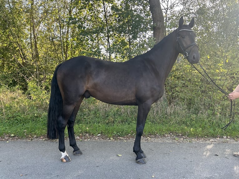 German Sport Horse Gelding 5 years 16,1 hh Smoky-Black in Steinhagen