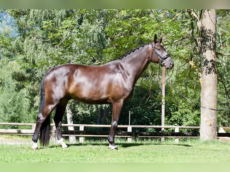 German Sport Horse Gelding 5 years 16.2 hh Black in Faramans