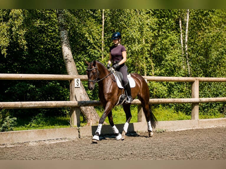 German Sport Horse Gelding 5 years 16.2 hh Black in Faramans