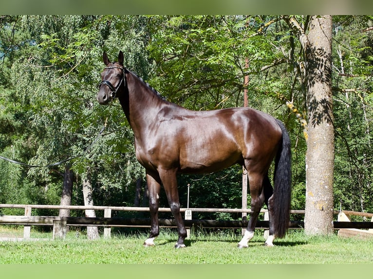 German Sport Horse Gelding 5 years 16.2 hh Black in Faramans