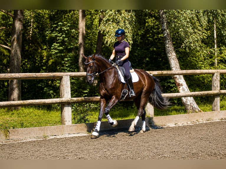 German Sport Horse Gelding 5 years 16.2 hh Black in Faramans