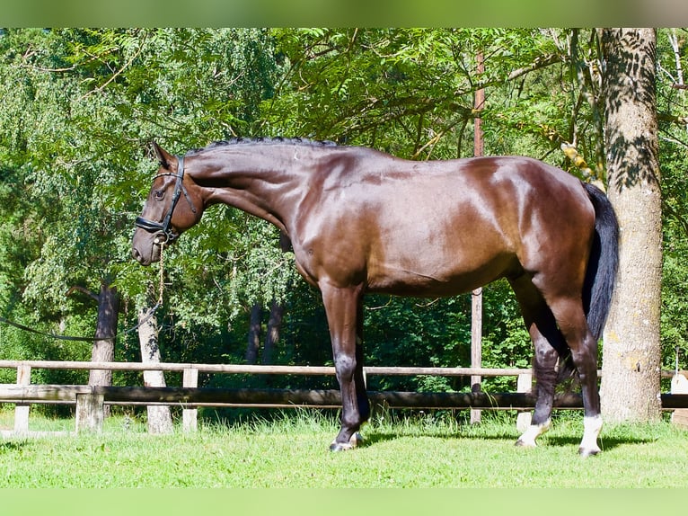German Sport Horse Gelding 5 years 16.2 hh Black in Faramans