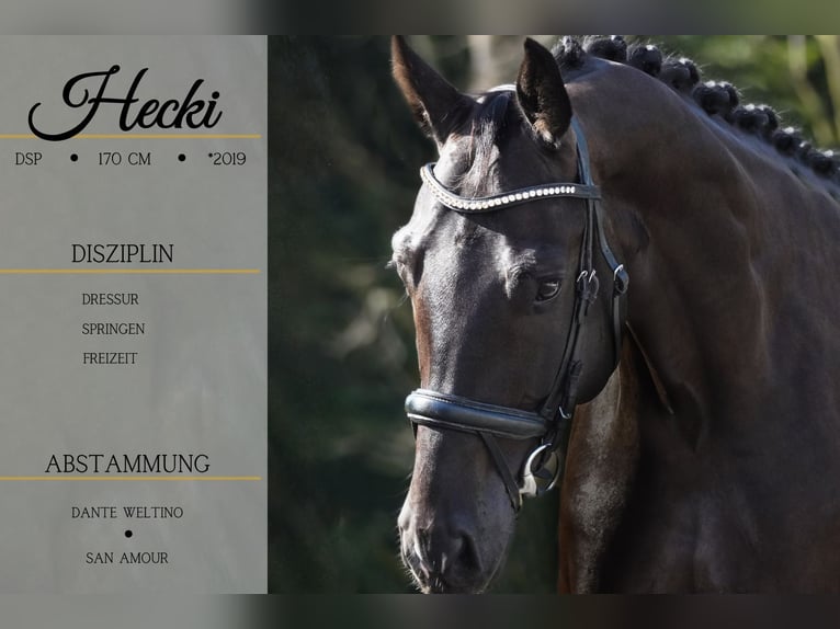 German Sport Horse Gelding 5 years 16,2 hh Black in Nettersheim