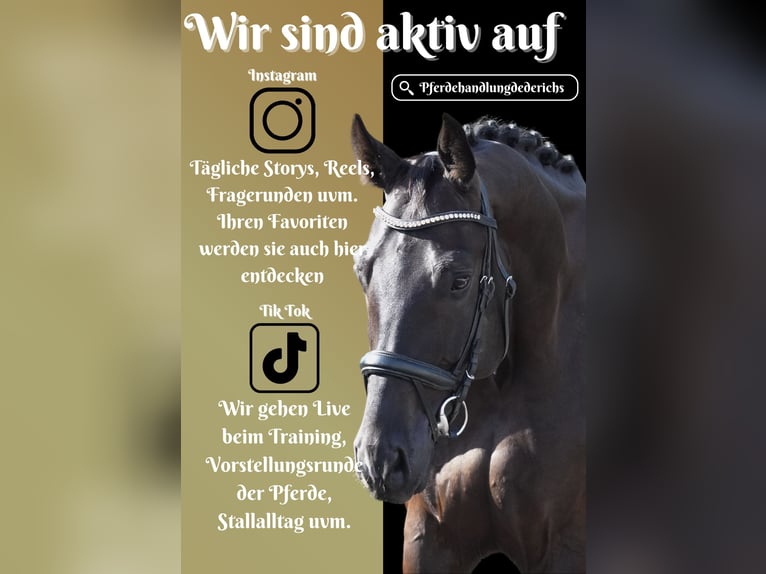 German Sport Horse Gelding 5 years 16,2 hh Black in Nettersheim