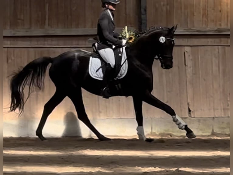 German Sport Horse Gelding 5 years 16,2 hh Black in Ilmenau