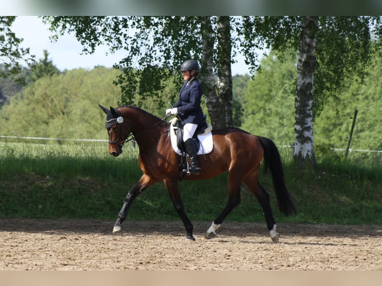 German Sport Horse Gelding 5 years 16.2 hh Brown in Reinsdorf