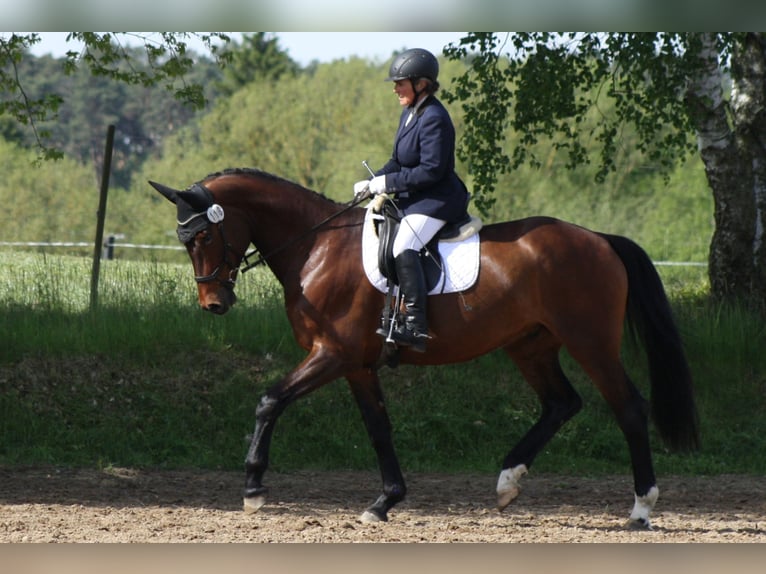 German Sport Horse Gelding 5 years 16.2 hh Brown in Reinsdorf