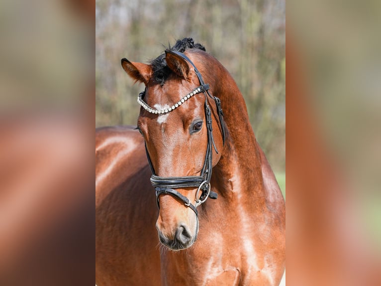 German Sport Horse Gelding 5 years 16.2 hh Brown in Riedstadt