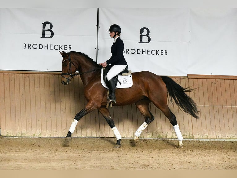 German Sport Horse Gelding 5 years 16.2 hh Brown in Riedstadt
