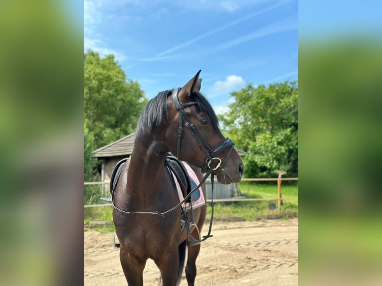 German Sport Horse Gelding 5 years 16.2 hh Brown in Rohrlack