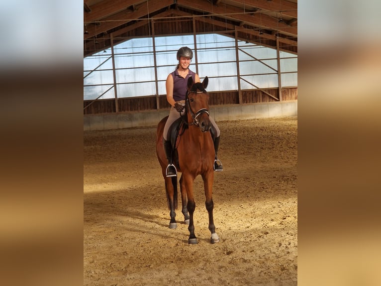 German Sport Horse Gelding 5 years 16.2 hh Brown in Bad Birnbach
