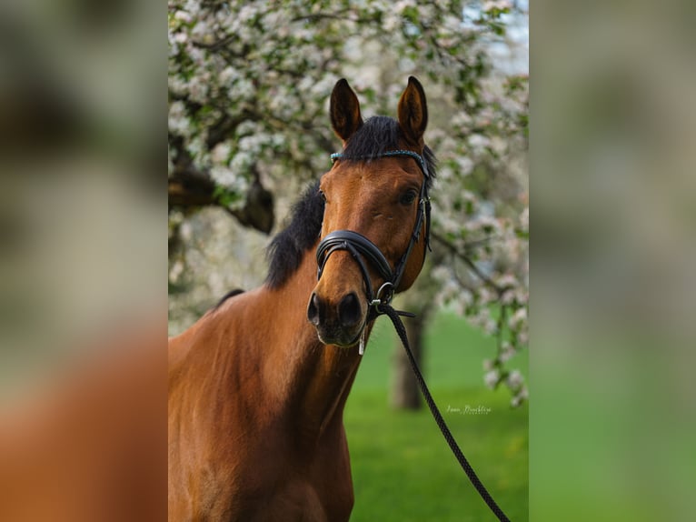 German Sport Horse Gelding 5 years 16.2 hh Brown in Geithain
