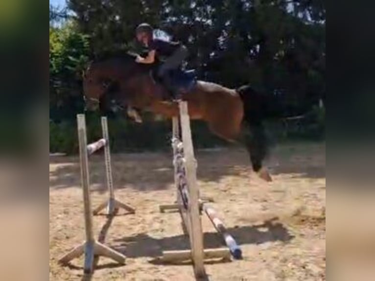 German Sport Horse Gelding 5 years 16,2 hh Brown in Gerstetten