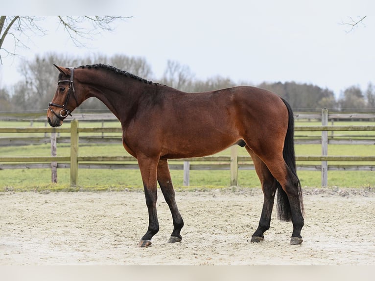 German Sport Horse Gelding 5 years 16,2 hh Brown in Riedstadt