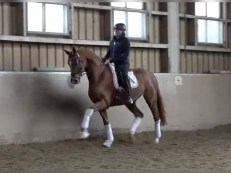 German Sport Horse Gelding 5 years 16,2 hh Chestnut-Red in Gomadingen