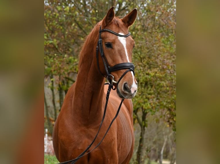 German Sport Horse Gelding 5 years 16,2 hh Chestnut-Red in Gomadingen