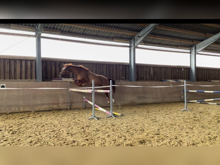 German Sport Horse Gelding 5 years 16,2 hh Chestnut-Red in Rabenau