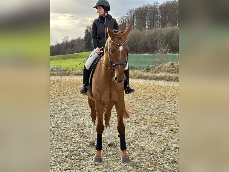 German Sport Horse Gelding 5 years 16,2 hh Chestnut-Red in Rabenau