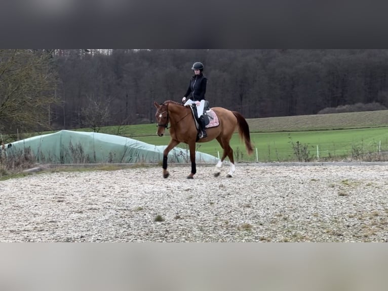 German Sport Horse Gelding 5 years 16,2 hh Chestnut-Red in Rabenau