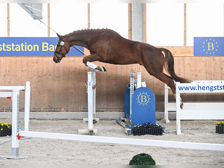 German Sport Horse Gelding 5 years 16.2 hh Chestnut in München