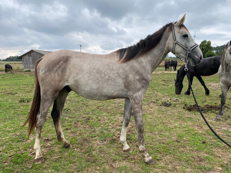 German Sport Horse Gelding 5 years 16,2 hh Gray in Schopfloch