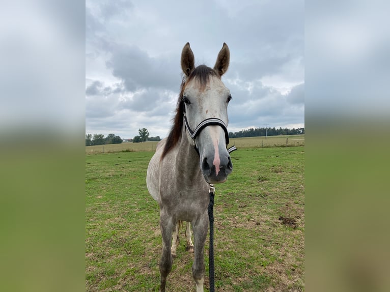 German Sport Horse Gelding 5 years 16,2 hh Gray in Schopfloch