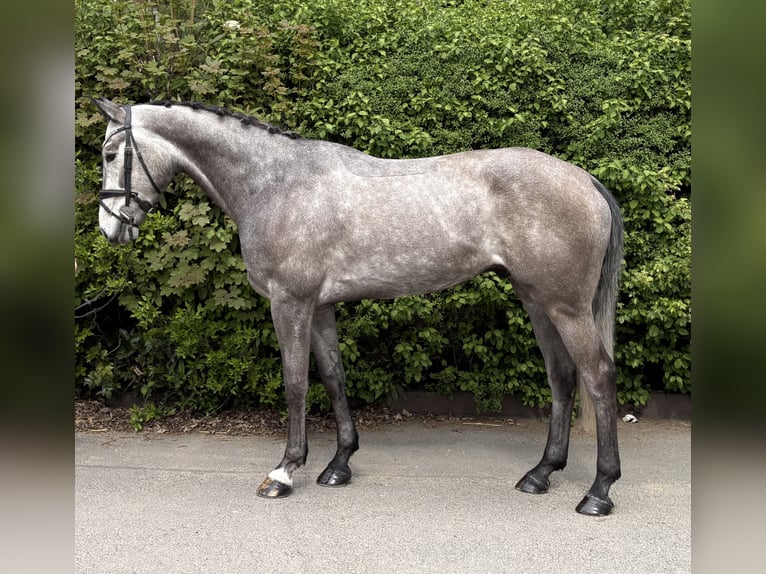 German Sport Horse Gelding 5 years 16.2 hh Grey-Dapple in Niederkassel