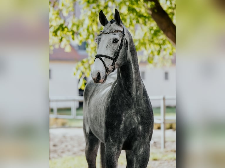 German Sport Horse Gelding 5 years 16.2 hh Grey in Neustadt Dosse