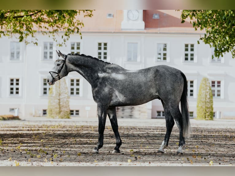 German Sport Horse Gelding 5 years 16.2 hh Grey in Neustadt Dosse