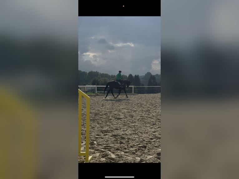 German Sport Horse Gelding 5 years 16.3 hh Bay-Dark in Radeberg
